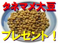 大豆のタネマメをプレゼント