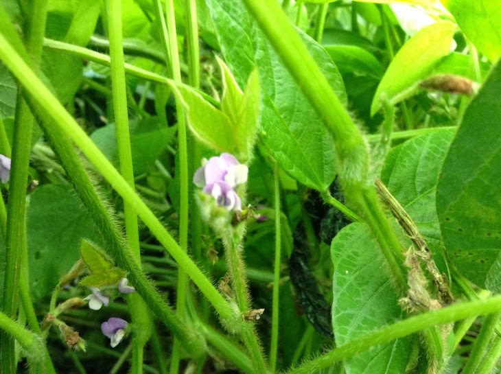 まだ花が咲いた状態の輪島青大豆