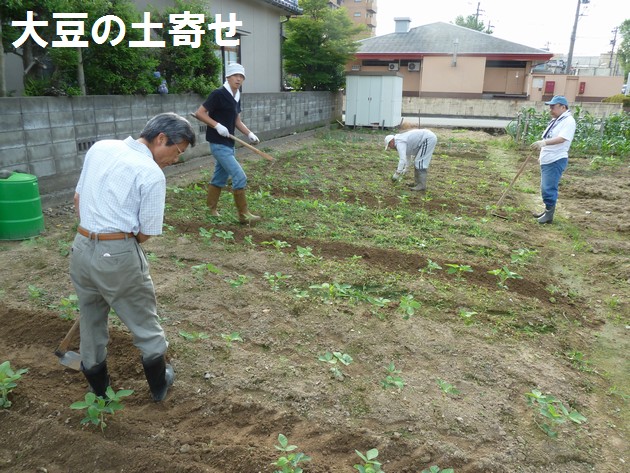 大豆の土寄せ