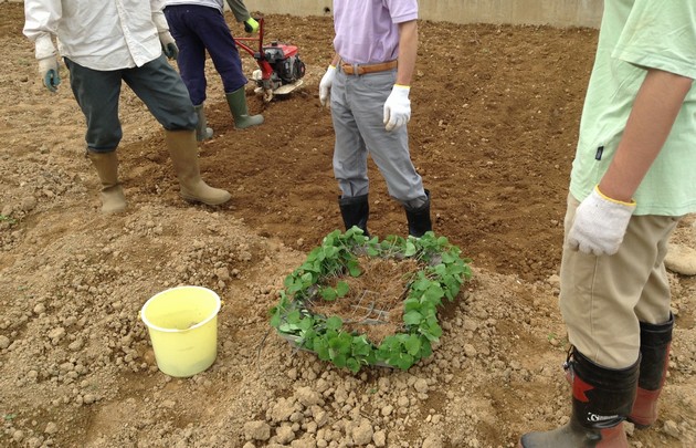 大豆の定植作業