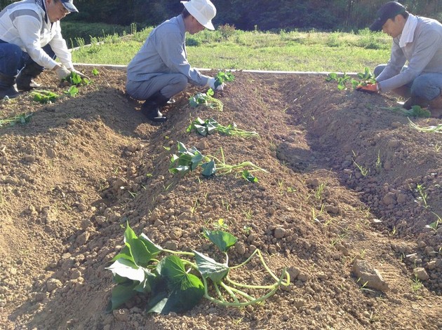 さつまいもの苗を植える