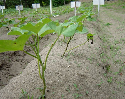 五郎島金時を植えたところ