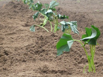 大豆の定植作業と追加のマメマキ、さらに五郎島金時も植えた霧雨の早朝