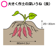 五郎島金時 さつまいも の作り方育て方 マメジン