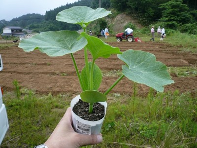 大豆の後はかぼちゃなどを植えました