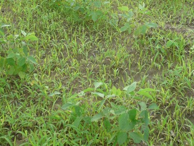 草ぼうぼうの大豆畑