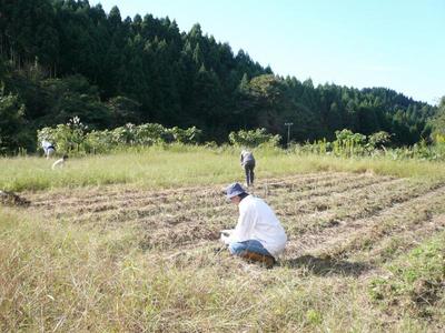 大豆の収穫２００９年１０月４日