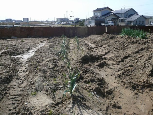 マメジン２０１０年の畑は松村に