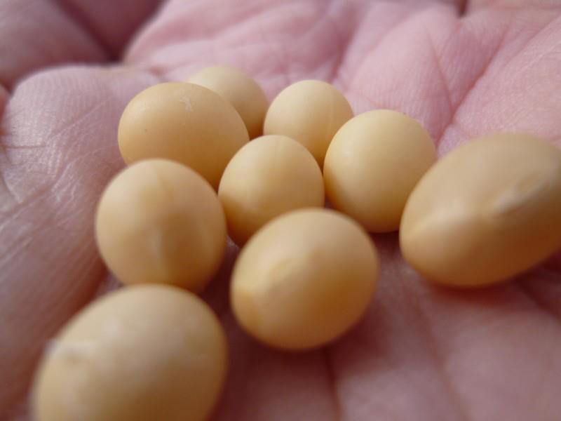 マメジンはシロウト農業で大豆を作ります