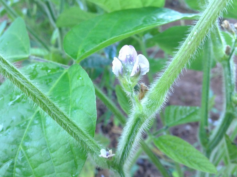 大豆の花が咲きました 土寄せ作業をして様子を見ます マメジン