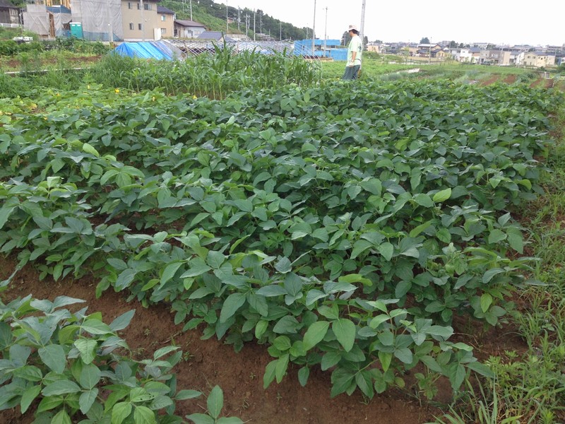 ７月19日の大豆畑の様子