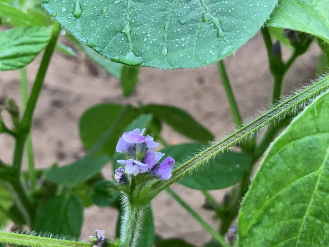 大豆の花