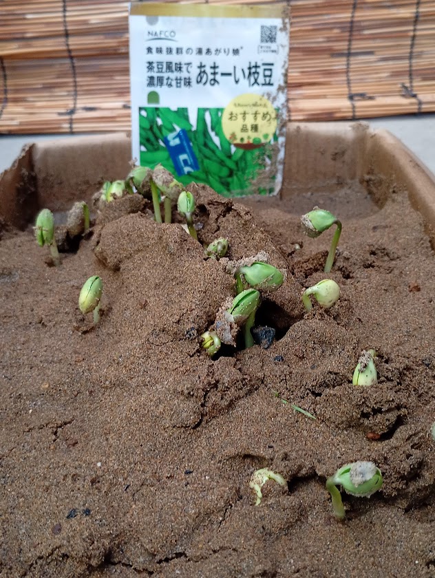 発芽した大豆