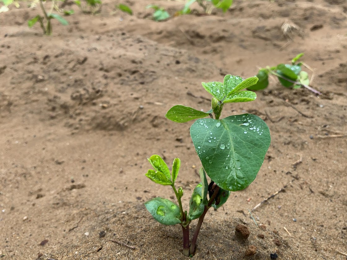 定植したばかりの大豆